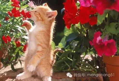 茉莉花对猫有毒吗，对猫有毒的植物有哪些（对猫咪有毒的植物有哪些）