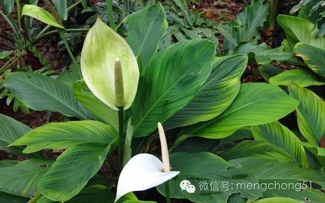茉莉花对猫有毒吗，对猫有毒的植物有哪些（对猫咪有毒的植物有哪些）