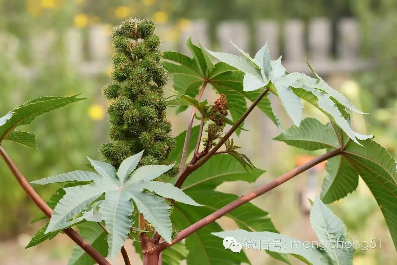 茉莉花对猫有毒吗，对猫有毒的植物有哪些（对猫咪有毒的植物有哪些）