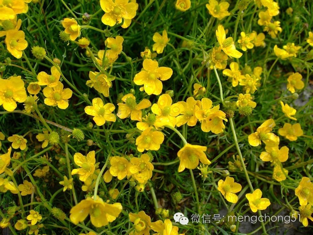 茉莉花对猫有毒吗，对猫有毒的植物有哪些（对猫咪有毒的植物有哪些）