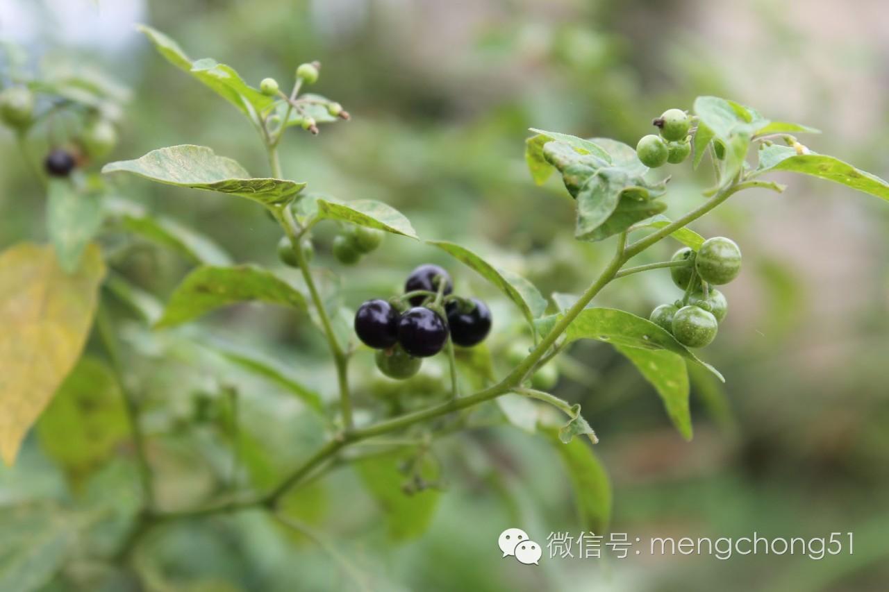茉莉花对猫有毒吗，对猫有毒的植物有哪些（对猫咪有毒的植物有哪些）