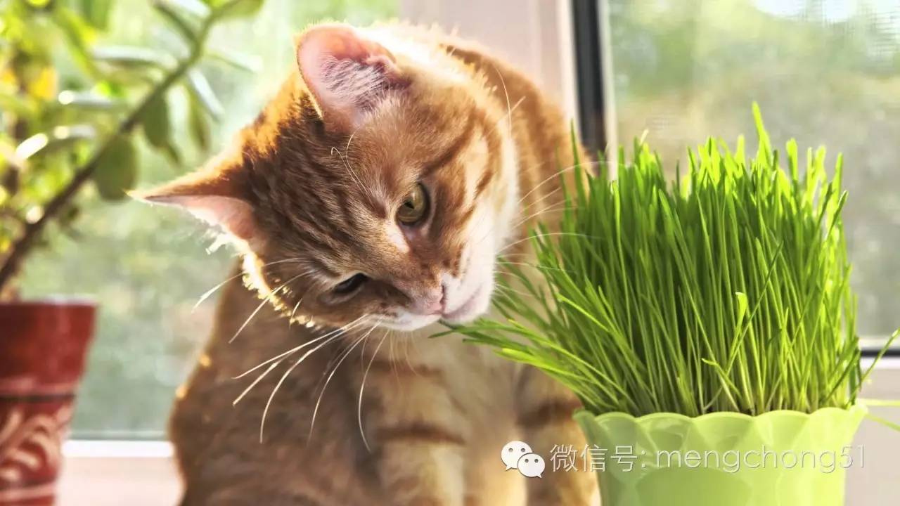 茉莉花对猫有毒吗，对猫有毒的植物有哪些（对猫咪有毒的植物有哪些）