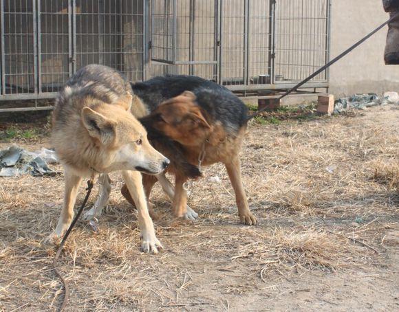 狼狗杂交，第三代混血狼好帅（和狼杂交的狗）