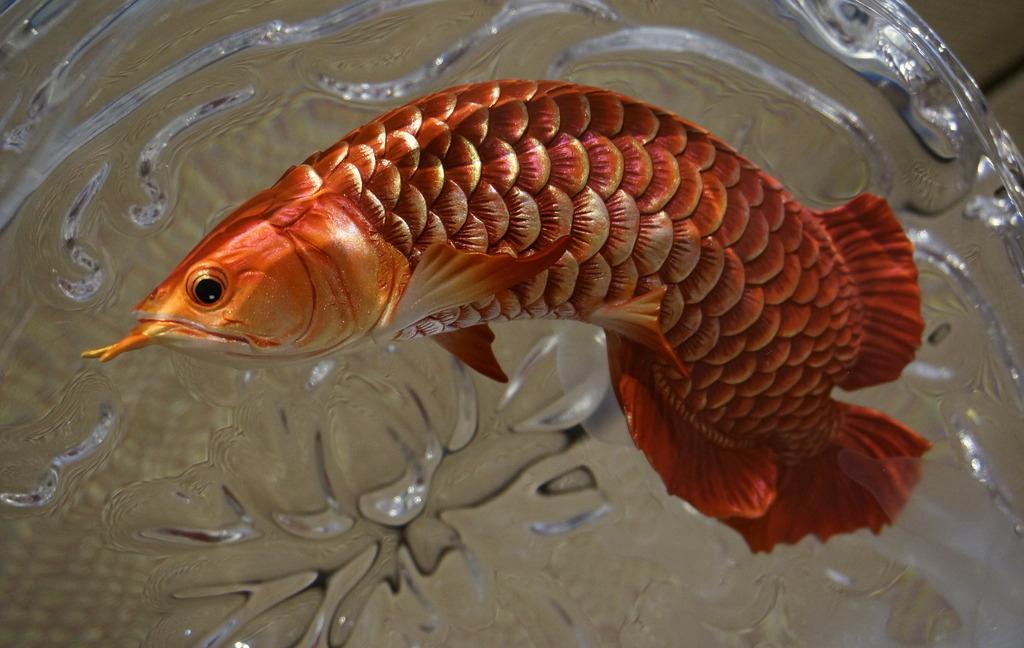 金龙鱼苗多少钱一条(浅谈辨识金龙鱼) - 价格百科