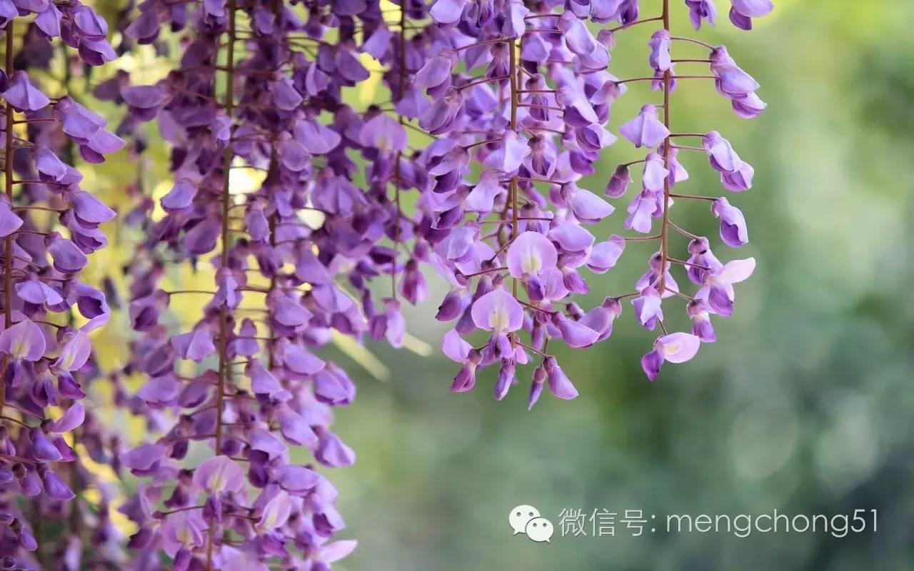茉莉花对猫有毒吗，对猫有毒的植物有哪些（对猫咪有毒的植物有哪些）