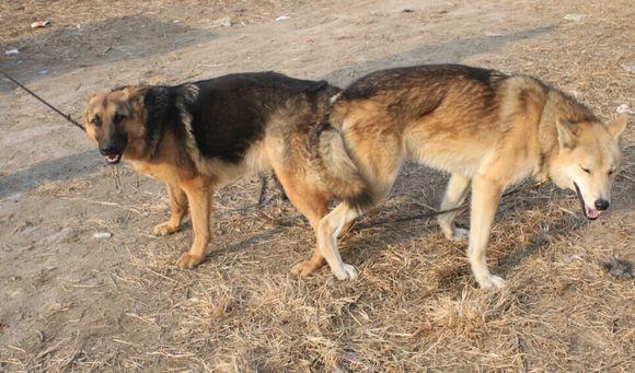 狼狗杂交,第三代混血狼好帅(和狼杂交的狗) 狼狗杂交,第三代混血狼好帅(和狼杂交的狗)