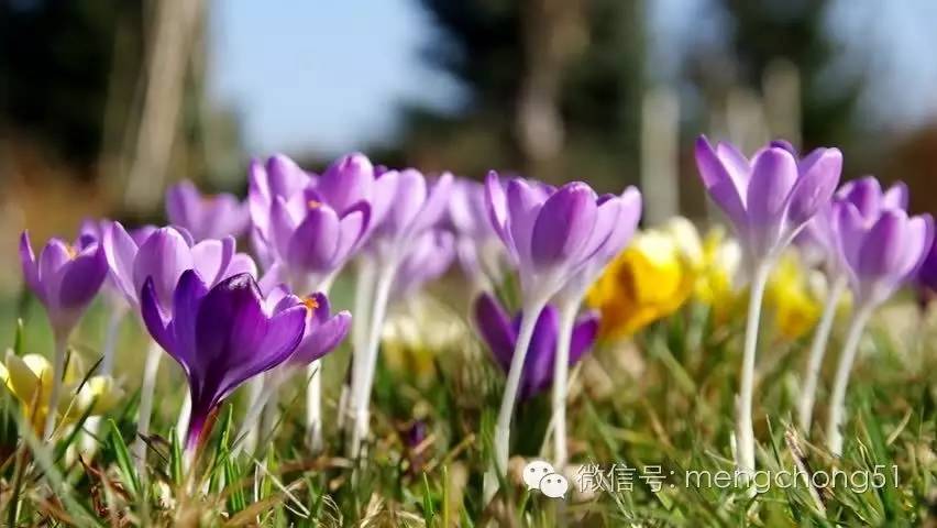 茉莉花对猫有毒吗，对猫有毒的植物有哪些（对猫咪有毒的植物有哪些）