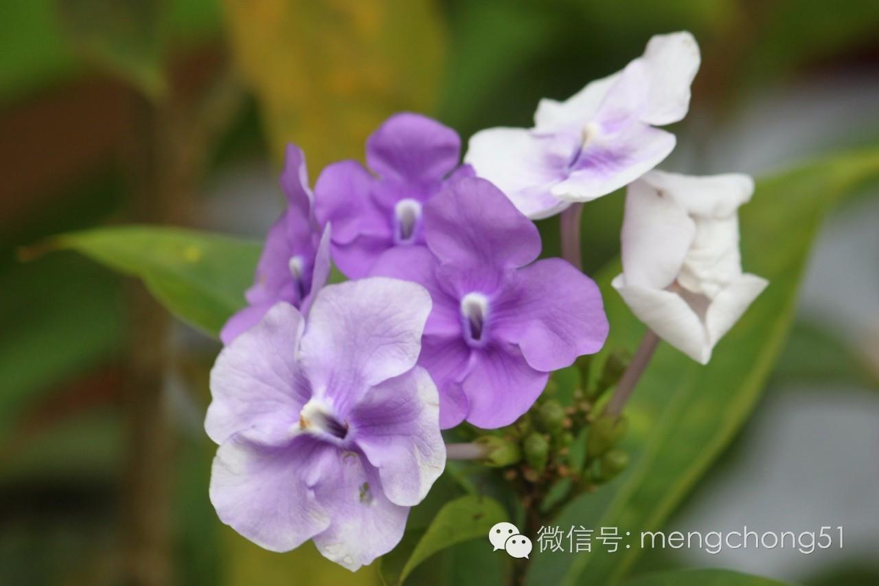 茉莉花对猫有毒吗，对猫有毒的植物有哪些（对猫咪有毒的植物有哪些）