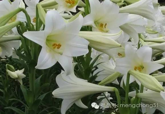 茉莉花对猫有毒吗，对猫有毒的植物有哪些（对猫咪有毒的植物有哪些）