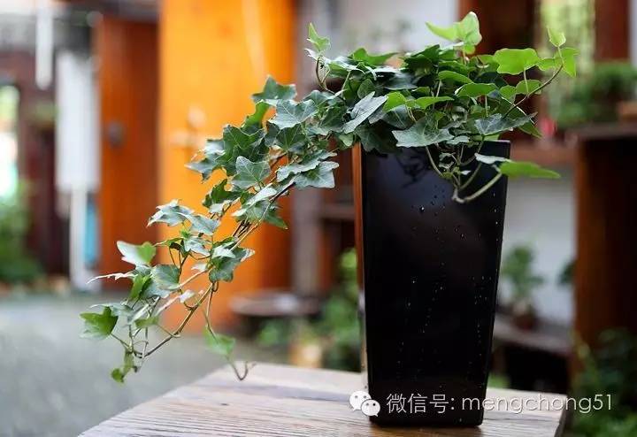 茉莉花对猫有毒吗，对猫有毒的植物有哪些（对猫咪有毒的植物有哪些）