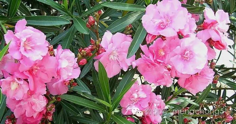 茉莉花对猫有毒吗，对猫有毒的植物有哪些（对猫咪有毒的植物有哪些）