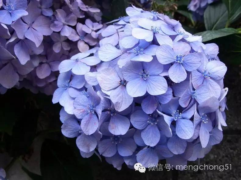 茉莉花对猫有毒吗，对猫有毒的植物有哪些（对猫咪有毒的植物有哪些）