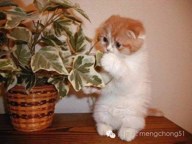 茉莉花对猫有毒吗，对猫有毒的植物有哪些（对猫咪有毒的植物有哪些）