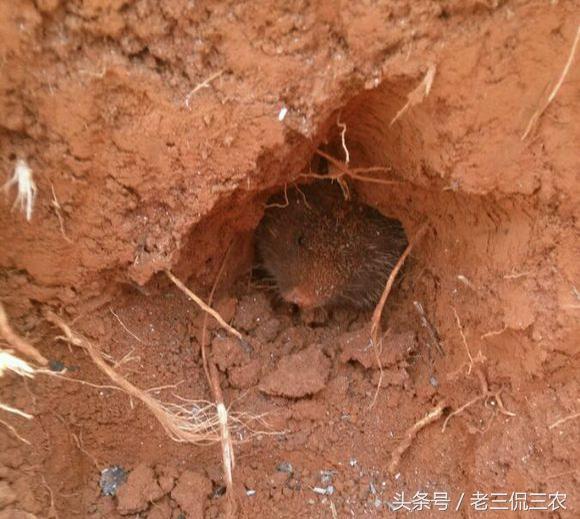 芒鼠的简介-芒鼠的价值，芒鼠和竹鼠一样吗（还是如愿以偿被他挖到了）