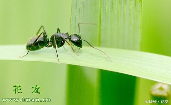 花盆里有蚂蚁怎么去除小妙招，如何处理花盆里的蚂蚁呢（三招搞定花盆里的蚂蚁）