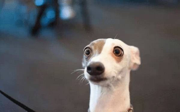 手淫技巧，大飞机是什么意思说清楚点（就算你是月入8K的黄金“单身狗”也会成为“残疾人”）