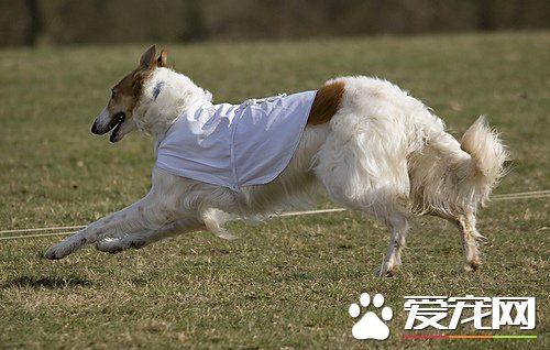 苏俄猎狼，苏俄猎狼犬能不能猎狼（苏俄猎狼犬什么价位）