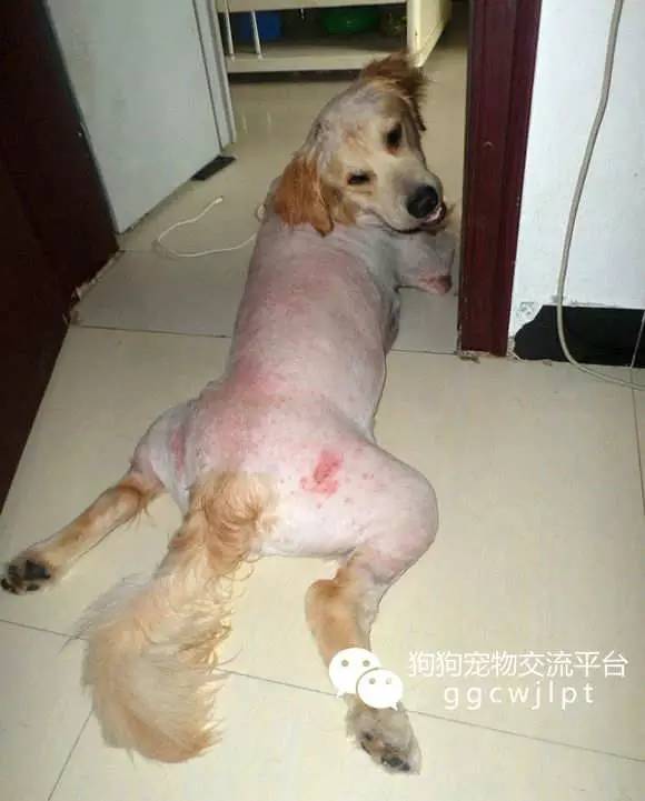 狗狗湿疹怎么治，狗狗身上有湿疹怎么办（经验丨狗狗湿疹的原因分析与治疗方法）