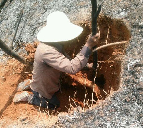 芒鼠的简介-芒鼠的价值，芒鼠和竹鼠一样吗（还是如愿以偿被他挖到了）