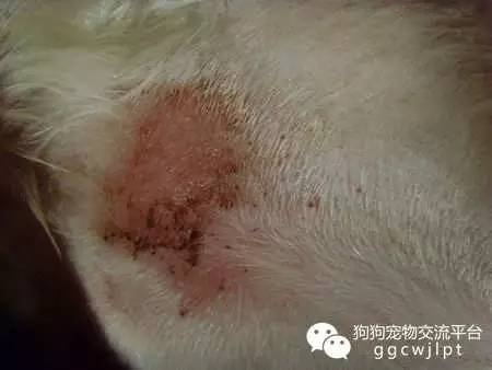 狗狗湿疹怎么治，狗狗身上有湿疹怎么办（经验丨狗狗湿疹的原因分析与治疗方法）