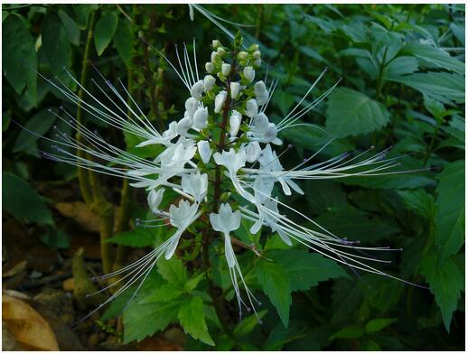 茶化石功效与作用，普洱茶化石的功效与作用（一种不为人知的化石茶——猫须草）