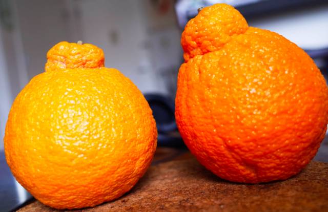 贡柑是指哪种水果，被称为贡柑的是什么（柑橘家族的“四大名媛”）