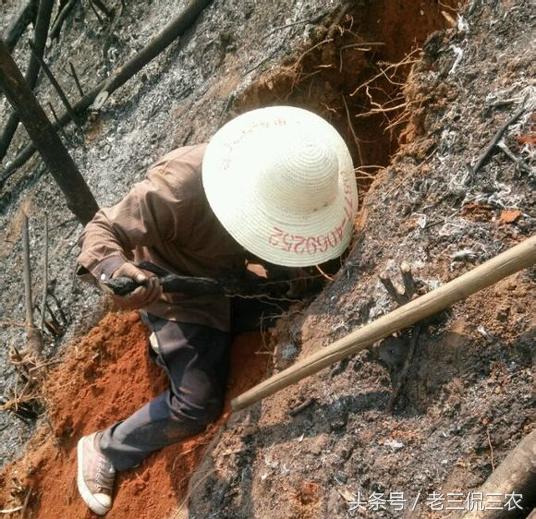 芒鼠的简介-芒鼠的价值，芒鼠和竹鼠一样吗（还是如愿以偿被他挖到了）