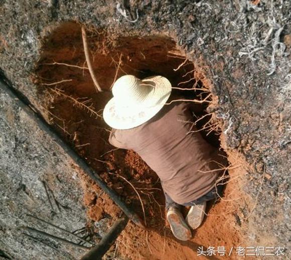 芒鼠的简介-芒鼠的价值，芒鼠和竹鼠一样吗（还是如愿以偿被他挖到了）