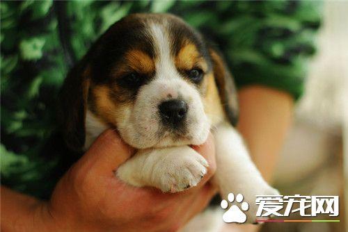 比格犬四个月尺寸多少钱 4个月的比格犬食量