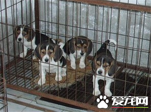 比格犬四个月尺寸多少钱 4个月的比格犬食量