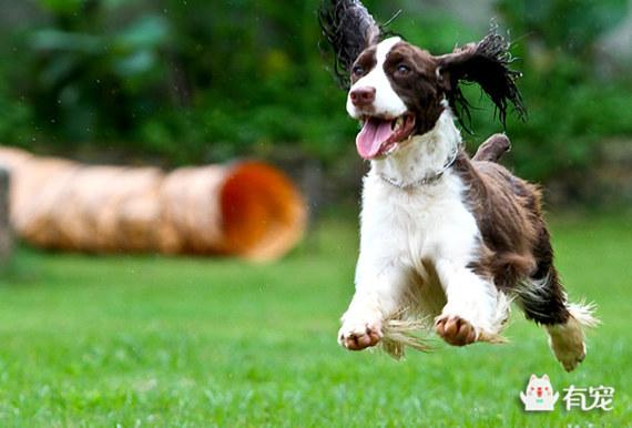 正宗刚毛腊肠犬多少钱 腊肠犬长毛好还是短毛好