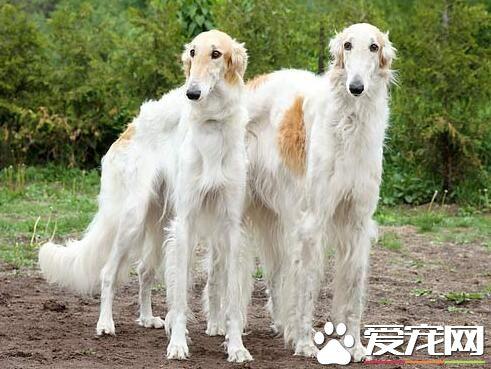 苏俄猎狼，苏俄猎狼犬能不能猎狼（苏俄猎狼犬什么价位）