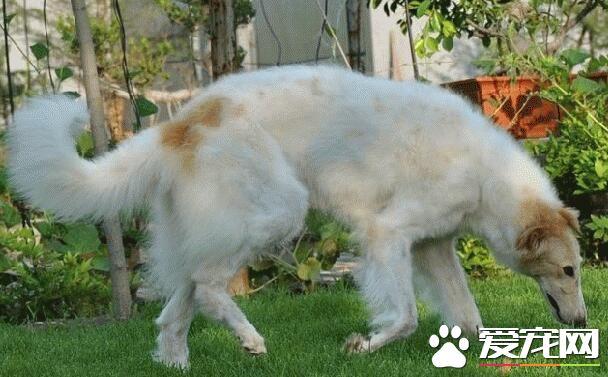 苏俄猎狼，苏俄猎狼犬能不能猎狼（苏俄猎狼犬什么价位）