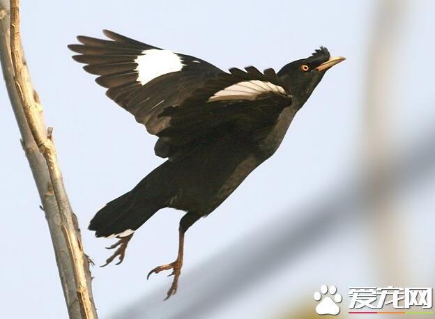 大家都喜欢那种会模仿你说话的宠物鸟,比如八哥还有鹩哥都是这样的鸟