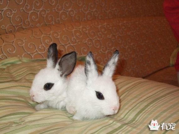 海棠兔的简介-海棠兔是什么兔子，海棠兔是肉兔吗（自带眼影的侏儒海棠兔）