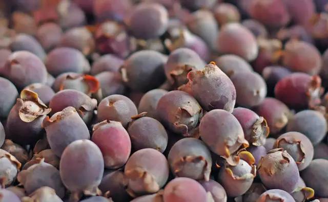 竹节子果的功能和功效,竹果子药用价值(版纳农村最常吃的山货野物)