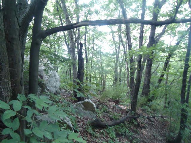 白面狸怎么做好吃有谁知道，老人上山寻找药材