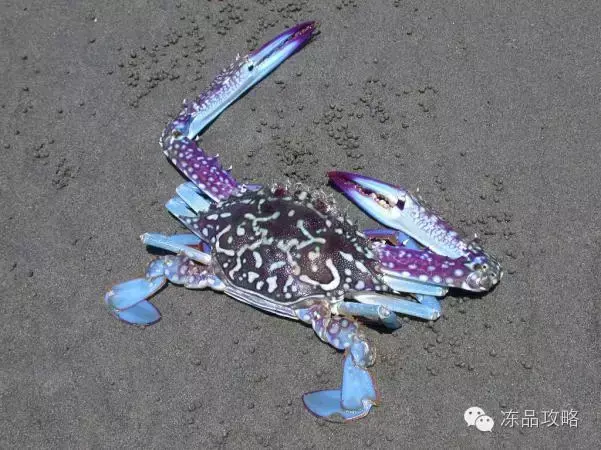 帝王蟹的特点，帝王蟹的特点有哪些（帝王蟹、皇帝蟹、雪蟹、梭子蟹、黄道蟹、青蟹的区别）