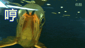 金龙鱼图片，几步看懂金龙鱼的美！（金龙鱼图片高清大图）