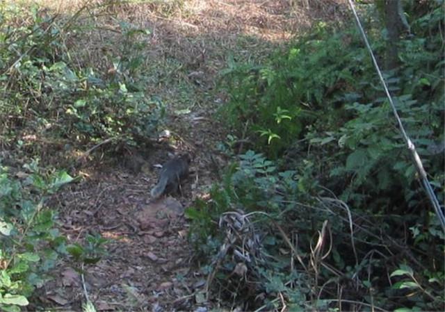 白面狸怎么做好吃有谁知道，老人上山寻找药材
