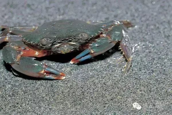 帝王蟹的特点，帝王蟹的特点有哪些（帝王蟹、皇帝蟹、雪蟹、梭子蟹、黄道蟹、青蟹的区别）