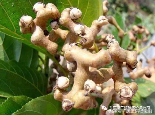 拐枣酒的制作方法，拐枣酒的制作方法窍门（拐枣泡酒的方法和步骤-唐三镜杨俊丽）