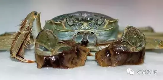 帝王蟹的特点，帝王蟹的特点有哪些（帝王蟹、皇帝蟹、雪蟹、梭子蟹、黄道蟹、青蟹的区别）