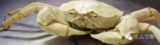 帝王蟹的特点，帝王蟹的特点有哪些（帝王蟹、皇帝蟹、雪蟹、梭子蟹、黄道蟹、青蟹的区别）