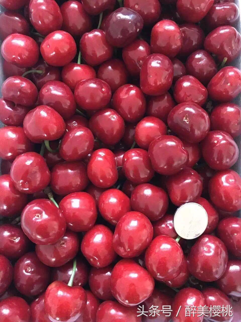 樱桃什么时候成熟，秦皇岛樱桃什么时候成熟（山东樱桃什么时候成熟）