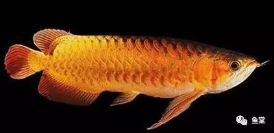 金龙鱼图片，几步看懂金龙鱼的美！（金龙鱼图片高清大图）