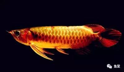 金龙鱼图片，几步看懂金龙鱼的美！（金龙鱼图片高清大图）