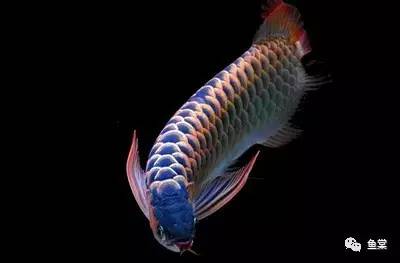 金龙鱼图片，几步看懂金龙鱼的美！（金龙鱼图片高清大图）