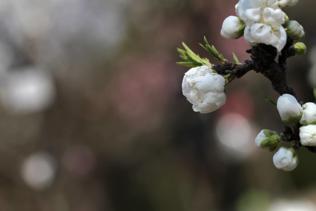 遥知不是雪为有暗香来，遥知不是雪为有暗香来的意思是什么（遥知不是雪、为有暗香来）