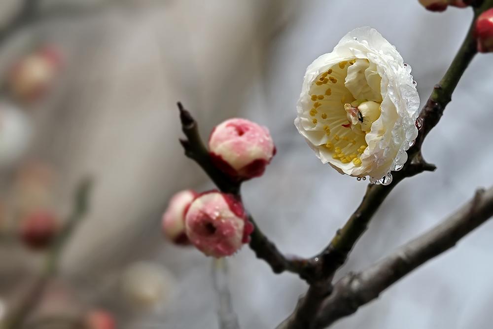 遥知不是雪为有暗香来，遥知不是雪为有暗香来的意思是什么（遥知不是雪、为有暗香来）